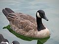 Branta canadensis