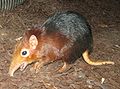 Elephant Shrew.jpg