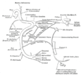 顏面神經和中間神經（英语：Intermediate nerve）與其他神經的交流