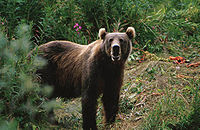 Kodiak Ursus arctos