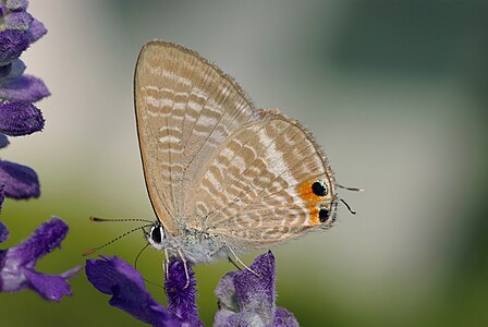 Lampides boeticus (Peablue)