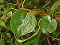 Leaves of Pyrus pyraster