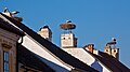 White stork's nests typical of the region