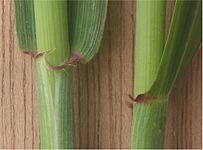 Aurículas en trigo (Triticum aestivum).