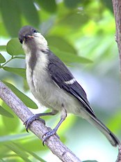 juvenile