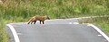 A fox near Loch Thom