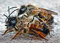 29. A művészméhek családjába tartozó Osmia bicornis példányai (javítás)/(csere)