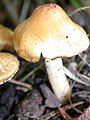 !!!Inocybe erubescens sin. patouillardi!!!