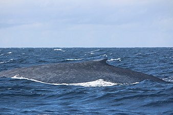 Ryggfena på en blåval utanför Sri Lanka