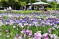 油ヶ淵遊園地