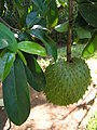 Guanabana (Annona muricata)