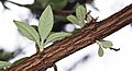 Branch of Buddleja davidii with fresh leaves and unidentified parasites