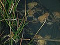 Toad orgy, notice the number of egg strings