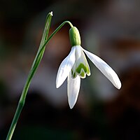 Mała sněgulka (Galanthus nivalis)