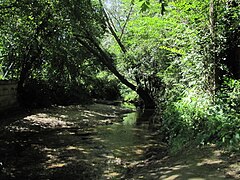 Une rive de l'Hozain, ici à Isle-Aumont.