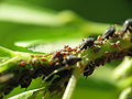 Insectes en una planta presa amb una Canon G3