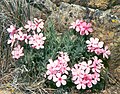 Flammenblumenart Phlox hirsuta