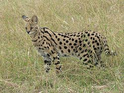 Mondo (Leptailurus serval)