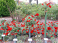 Parterre de roses rouges