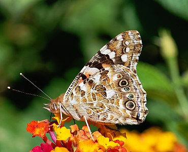 Vanessa cardui (Painted Lady)