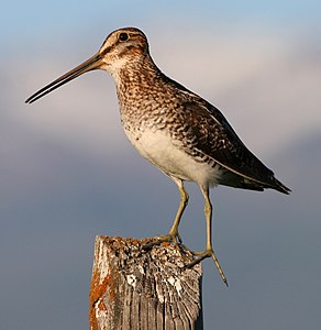 Wilson bataklık çulluğu (Gallinago delicata) (Üreten: Talshiarr)