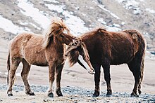 Deux chevaux marrons se grattent mutuellement