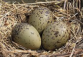 Seagull eggs