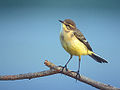 Motacilla flava (Motacillidae)