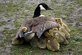 Anseriformes