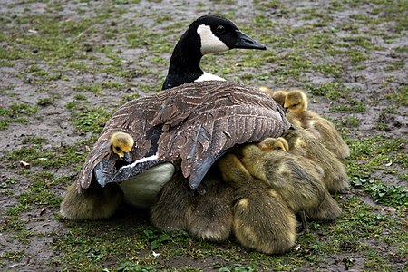 Yağmurdan yavrularını koruyan Kanada kazı (Branta canadensis)nın annesi. Kaz yavrusu henüz su geçirmez tüye sahip değildir. (Üreten:Flickr'dan Lucy)