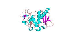 Knochenmorphogenetisches Protein 1