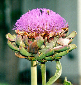 Tikrasis artišokas (Cynara csolymus)