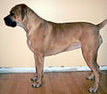 7) Boerboel