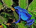 Image 52The blue poison dart frog is endemic to Suriname. (from Suriname)