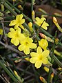 Jasmín nahokvětý (Jasminum nudiflorum)