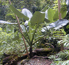 Алоказия крупнокорневищная (Alocasia macrorrhiza)