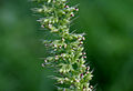 Setaria verticillata, bristly foxtail