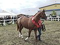 Trakehner