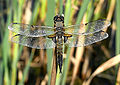 Four-spotted Chaser (Libellula quadrimaculata) Vierfleck