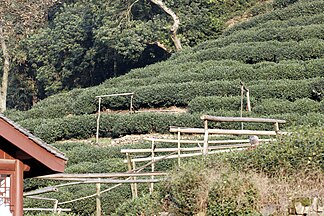 Dragon Well tea, China