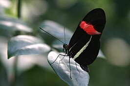 Heliconius erato