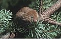 red tree vole