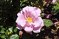 * Nomination Rosa 'Blueberry Hill' --Captain-tucker 01:32, 24 February 2013 (UTC) * Decline  CommentLooks overexposured to me. --Kreuzschnabel 22:47, 2 March 2013 (UTC) Centre not sharp. Mattbuck 23:11, 8 March 2013 (UTC)