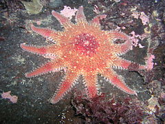 Crachat d'amiral (Crossaster papposus)