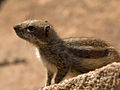 * Nomination Xerus inauris - South African Ground Squirrel, Fuertaventura, Canary Islands, Spain. --Nikodem Nijaki 09:45, 3 March 2013 (UTC) * Promotion Good quality. --Coyau 18:30, 10 March 2013 (UTC)