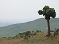 Highveld habitat with a Highveld cabbage tree Cussonia paniculata