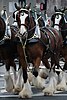 Budweiser Clydesdales