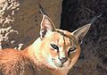 Caracal caracal