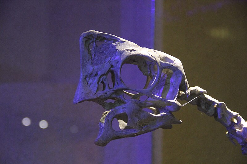 File:Oviraptorosauria skull.jpg