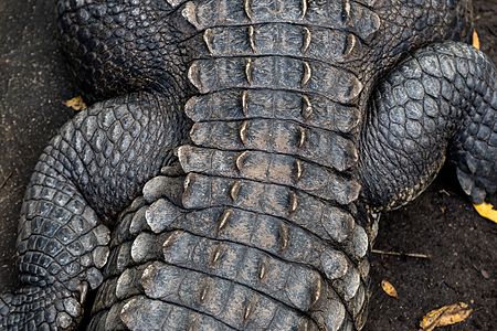 Crocodylus acutus (American Crocodile)